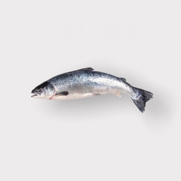 Fresh American Salmon - 10-12 lb (5pc/cs)