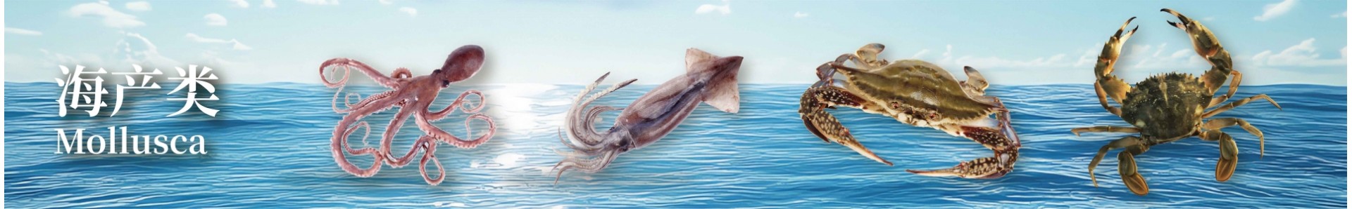 Mollusca
