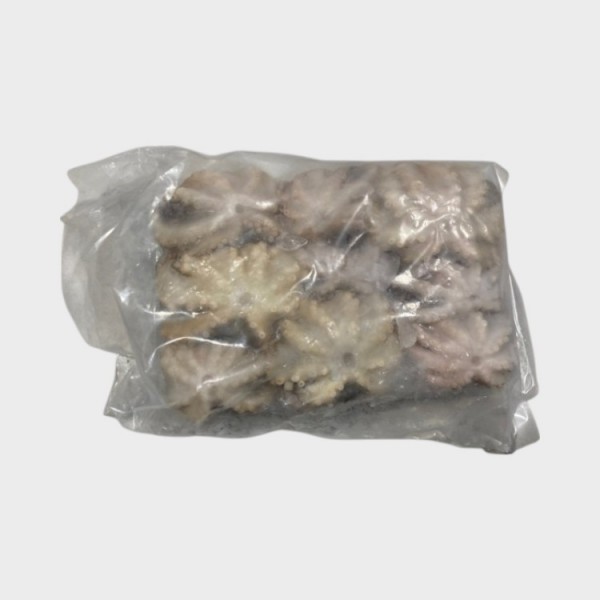 Baby Octopus 16-25 (70%NW)